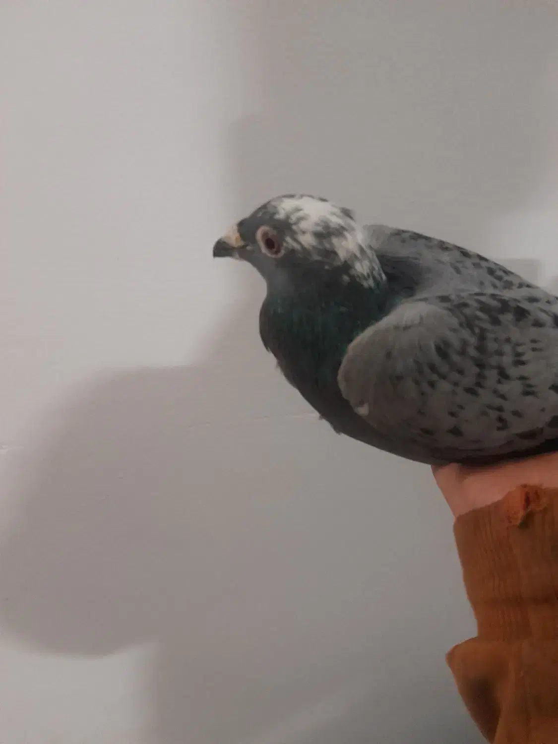 کفتر|پرنده|مشهد, تلگرد|دیوار