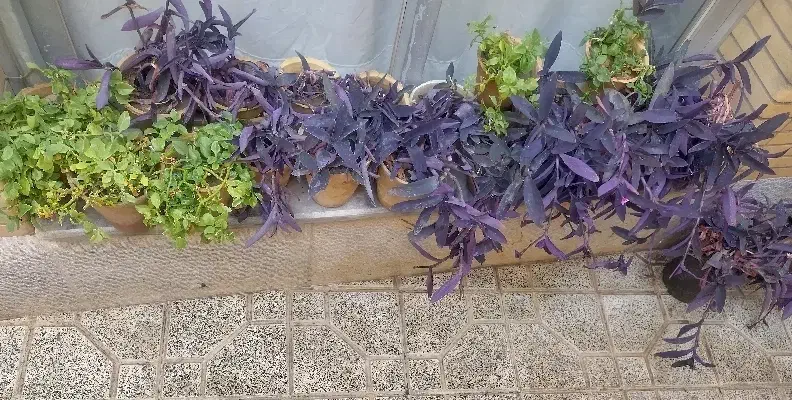 گلدان برگ بیدی و گل دان ناز یخی|گل و گیاه طبیعی|اصفهان, سرتاوه|دیوار