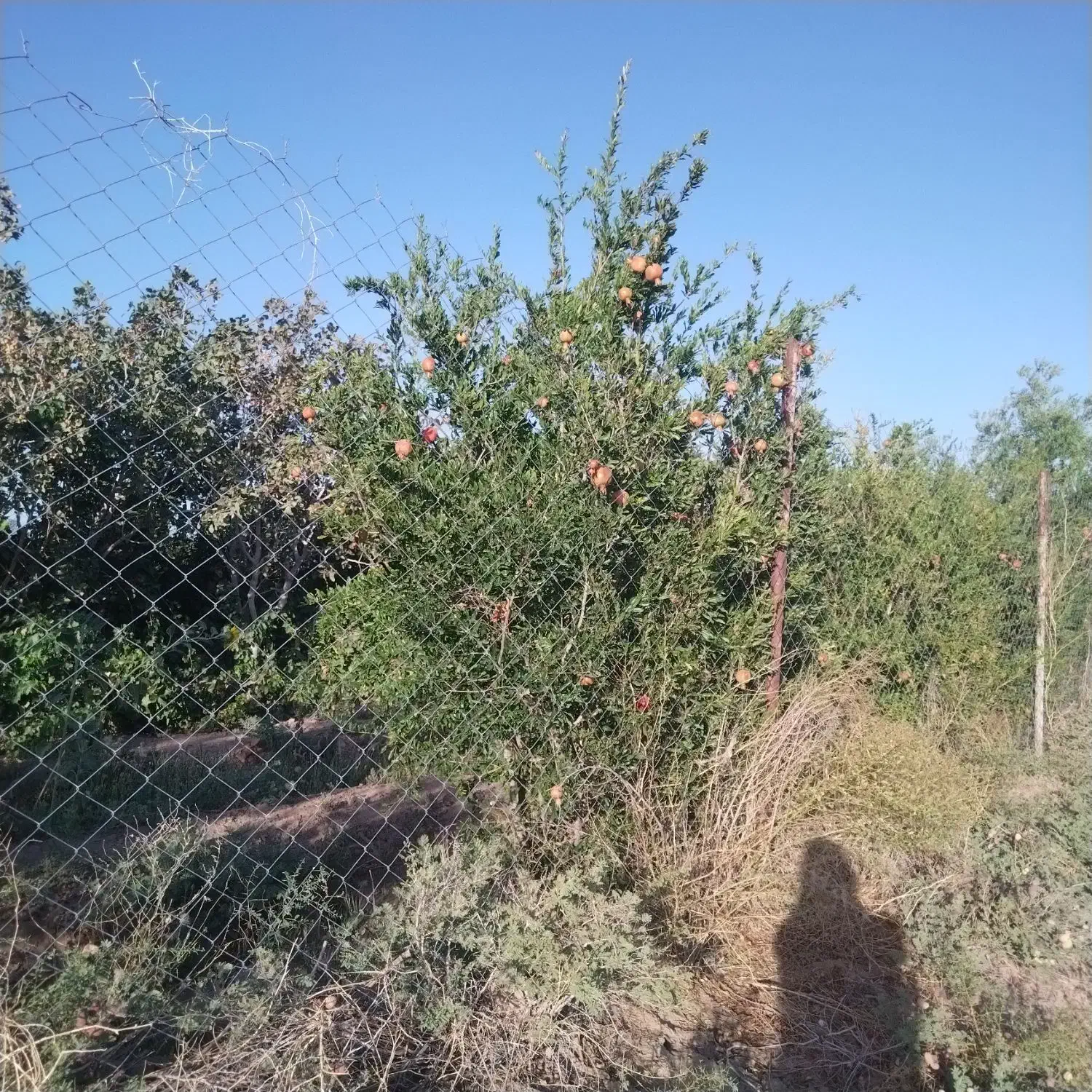 باغ در محدوده مهدیه خوسف|فروش خانه و ویلا|خوسف, |دیوار