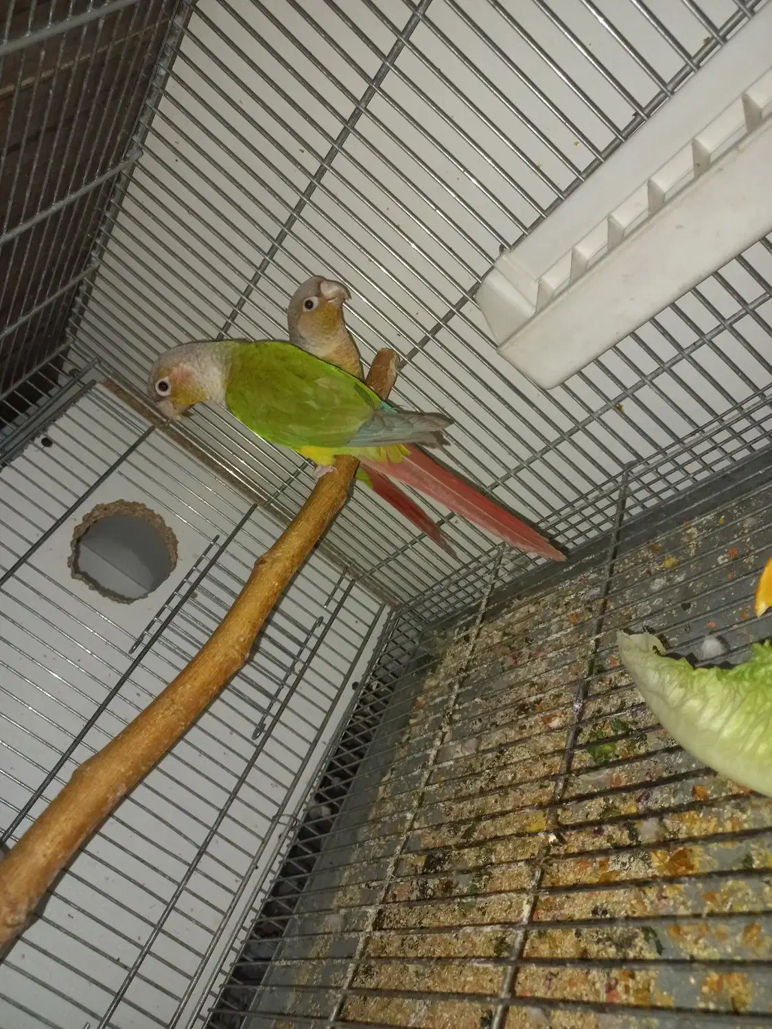 گرینچیک مولد|پرنده|تهران, باشگاه نفت|دیوار