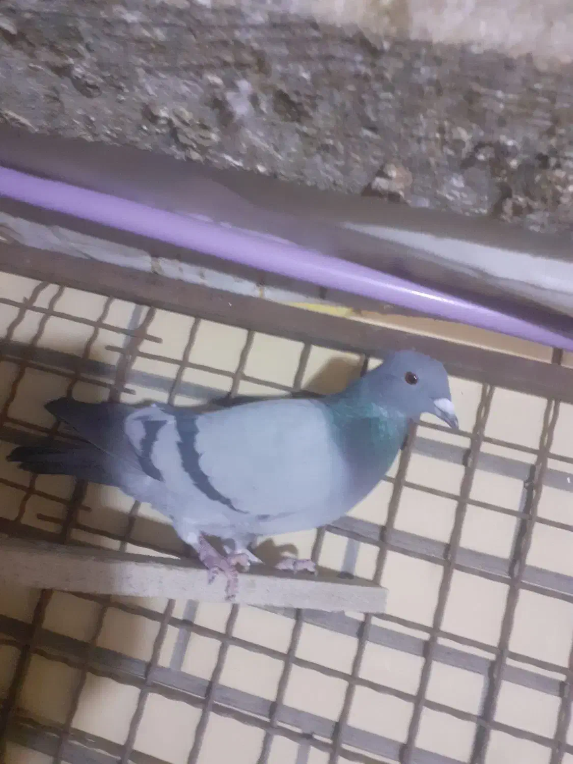 کفتر|پرنده|آباده, |دیوار