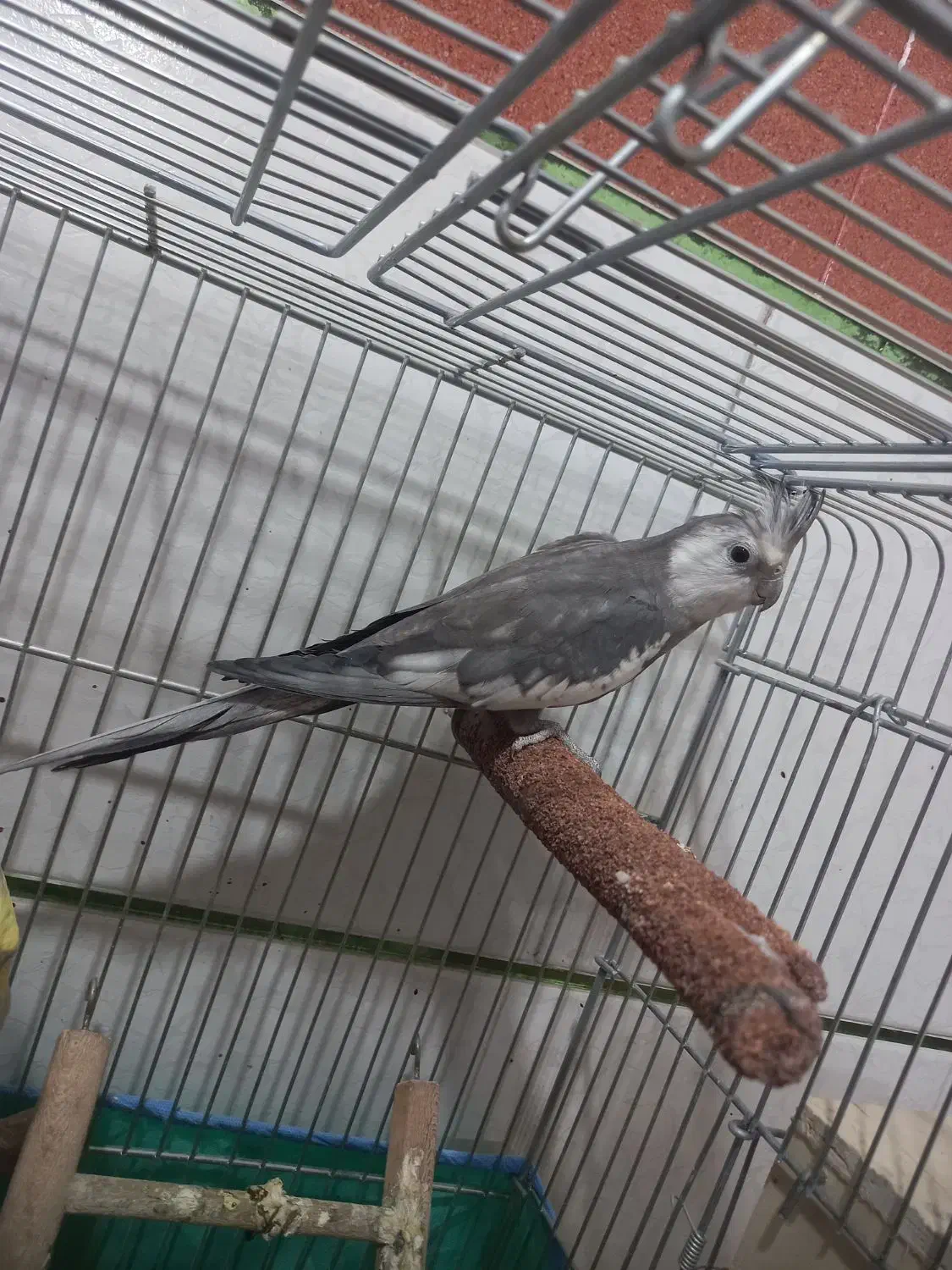 عروس هلندی|پرنده|اهرم, |دیوار