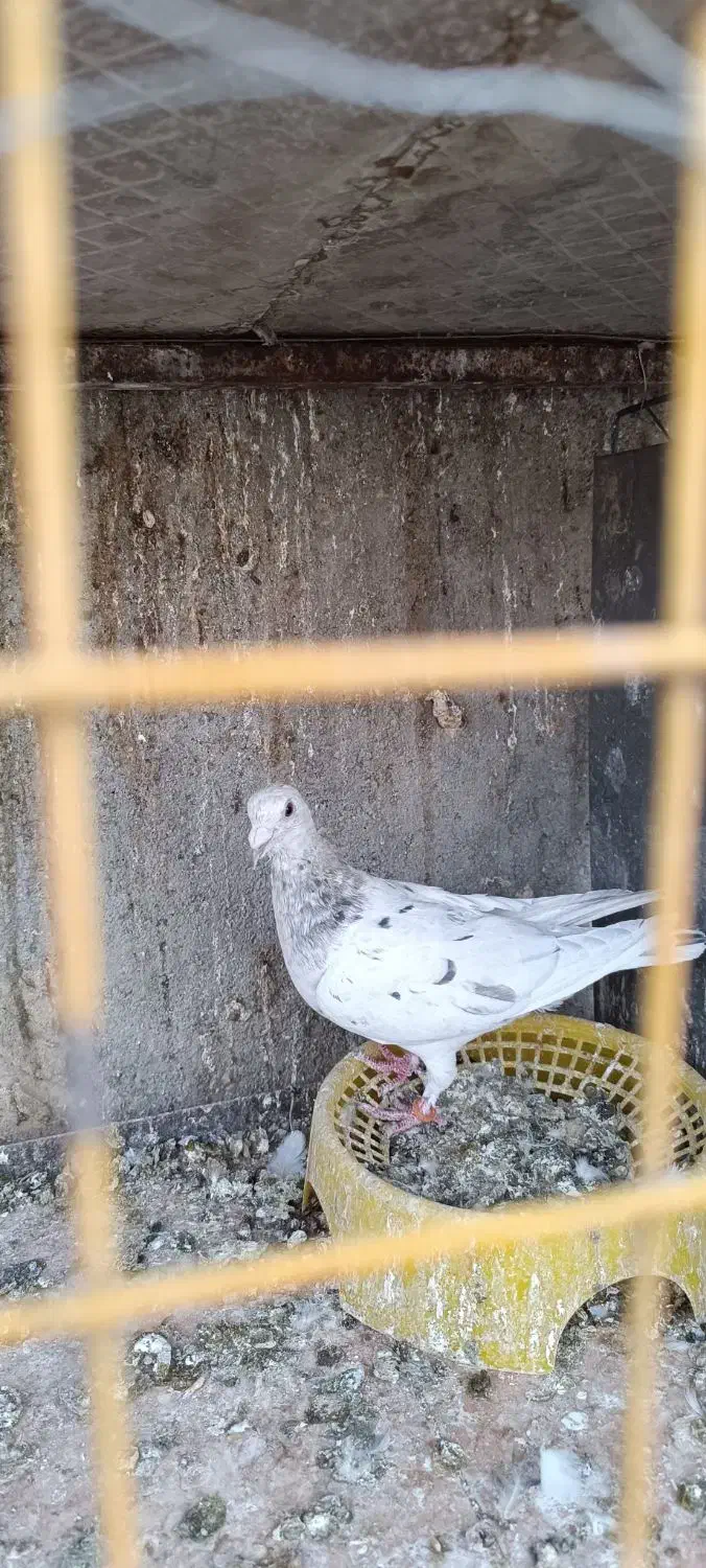 کبوتر|پرنده|تربت‌حیدریه, باغ سلطانی|دیوار