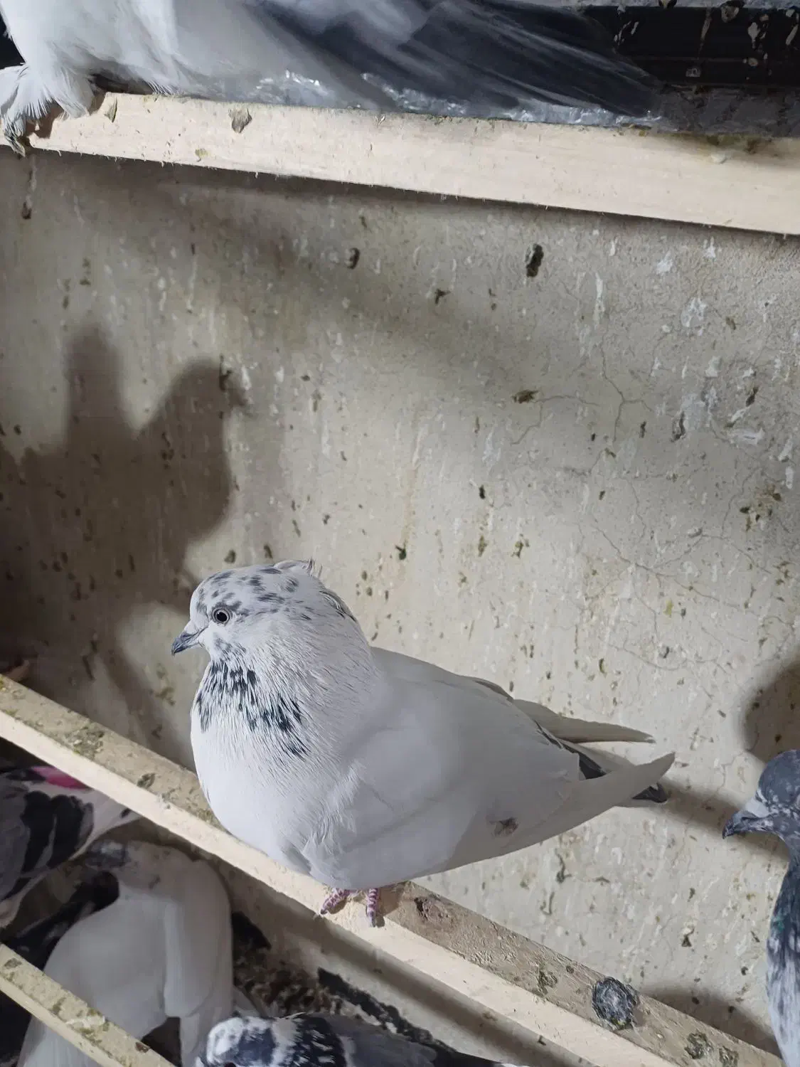 کبوتر پرشی عالی|پرنده|تهران, طیب|دیوار