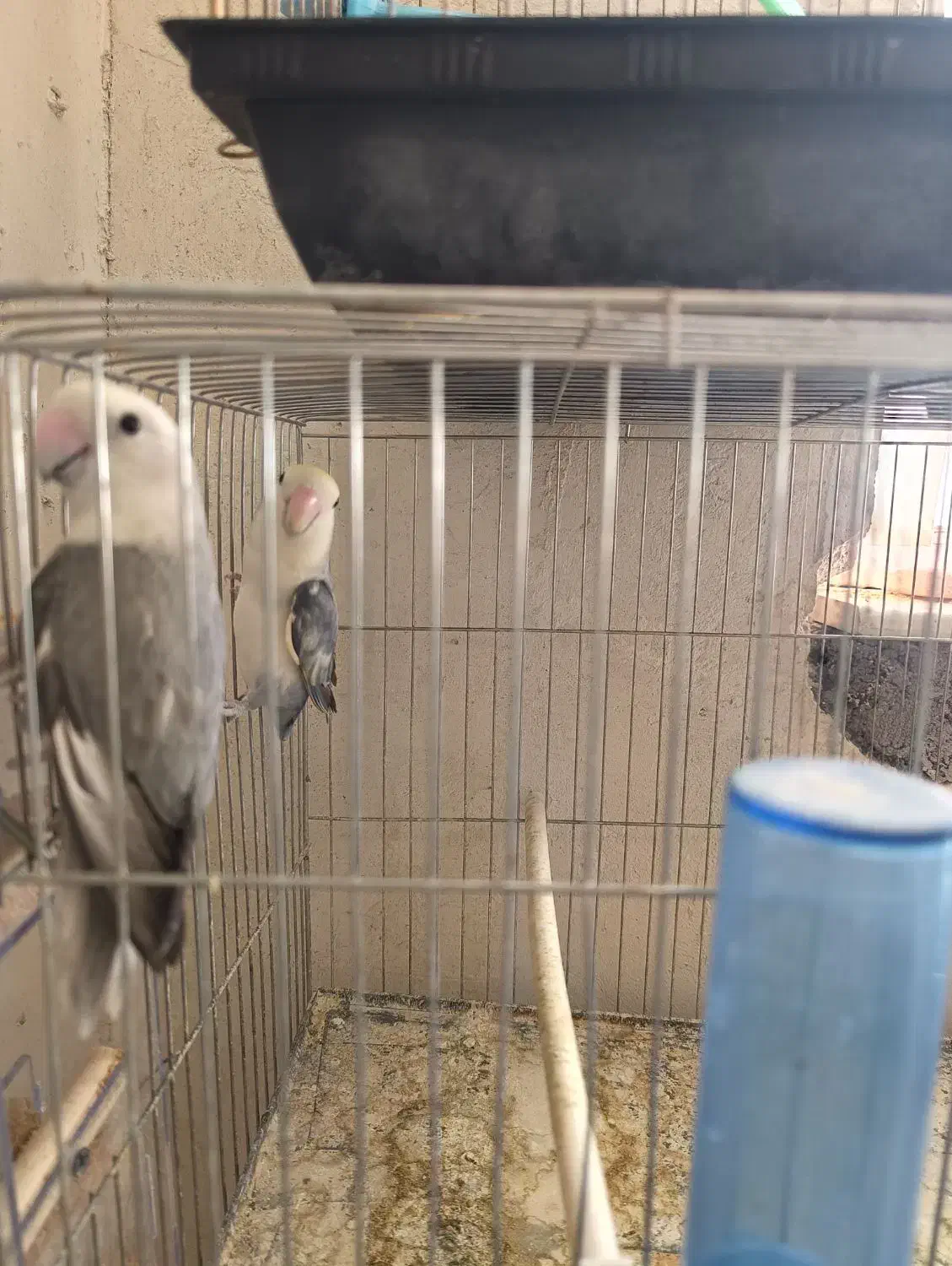 طوطی برزیلی مولد|پرنده|ملکان, |دیوار