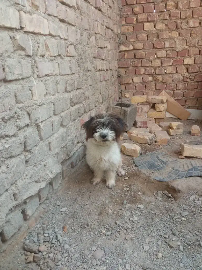 سگ پشمالو شیتزو پامرانین معاوضه|سگ|زابل, |دیوار