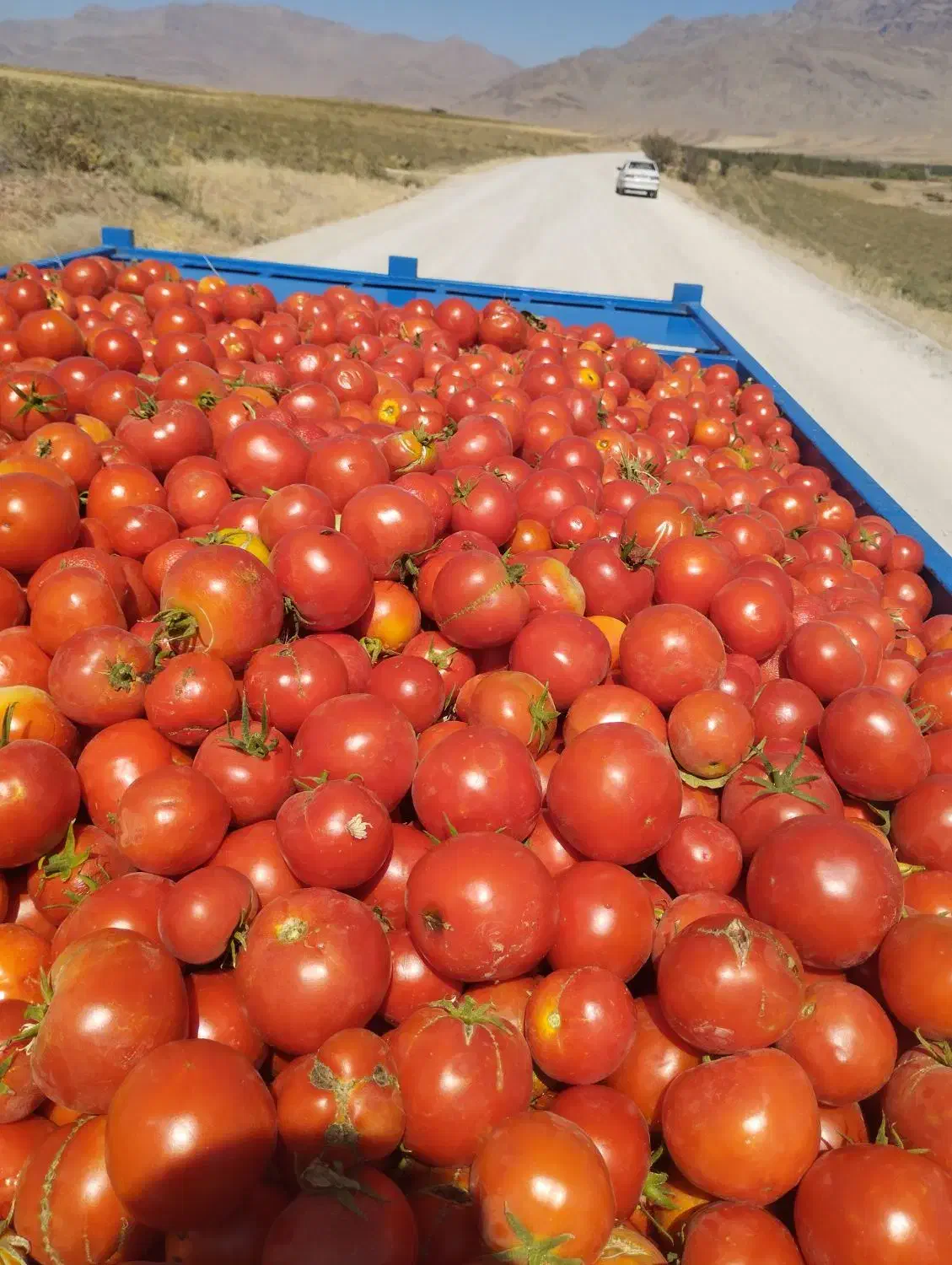گوجه|خوردنی و آشامیدنی|خاوه, |دیوار