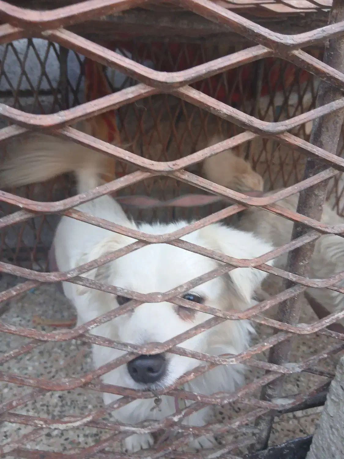 واگذاری سگ پا کوتاه اشپیتز|سگ|جیرفت, |دیوار