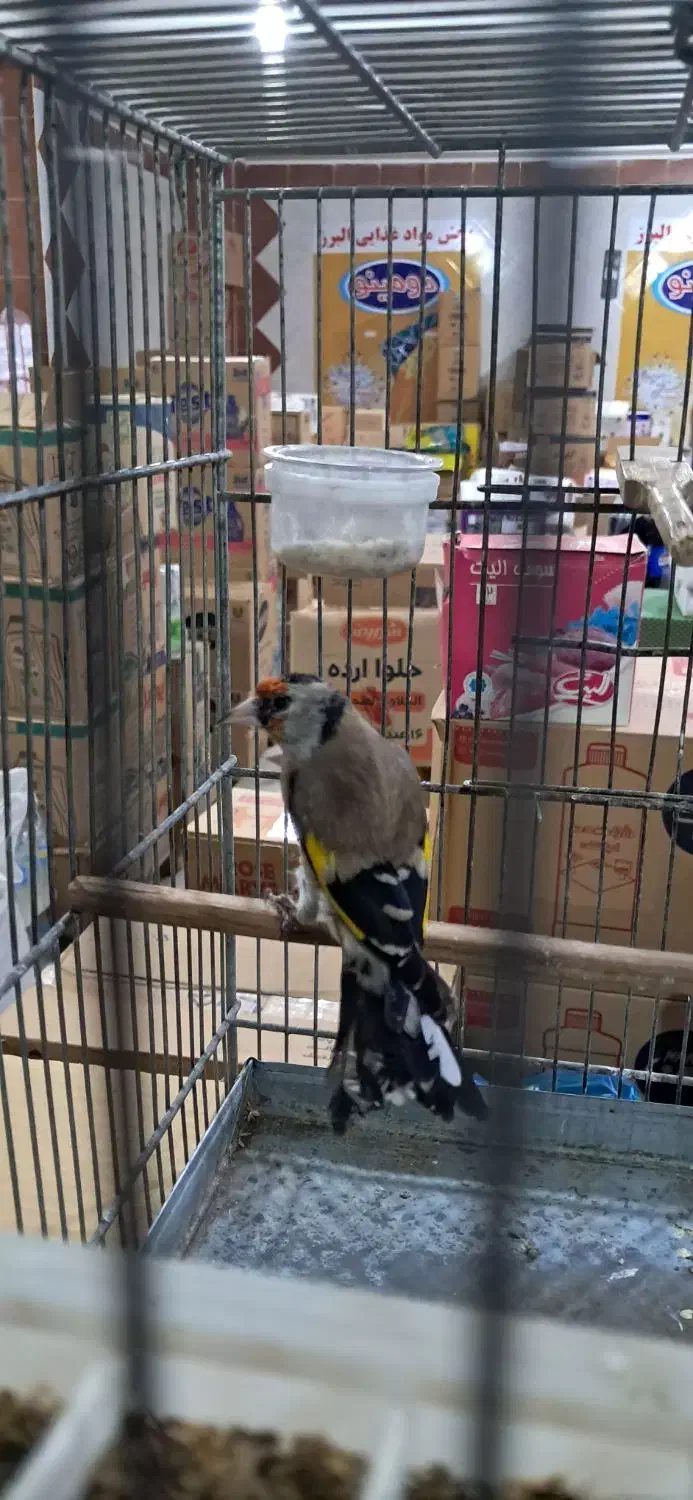 سهره دو هفته قفس داغسر|پرنده|تهران, مشیریه|دیوار