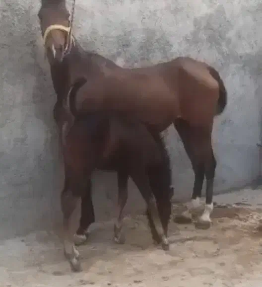 مادیان عرب آرام و اصیل|اسب و تجهیزات اسبسواری|فولادشهر, A1|دیوار