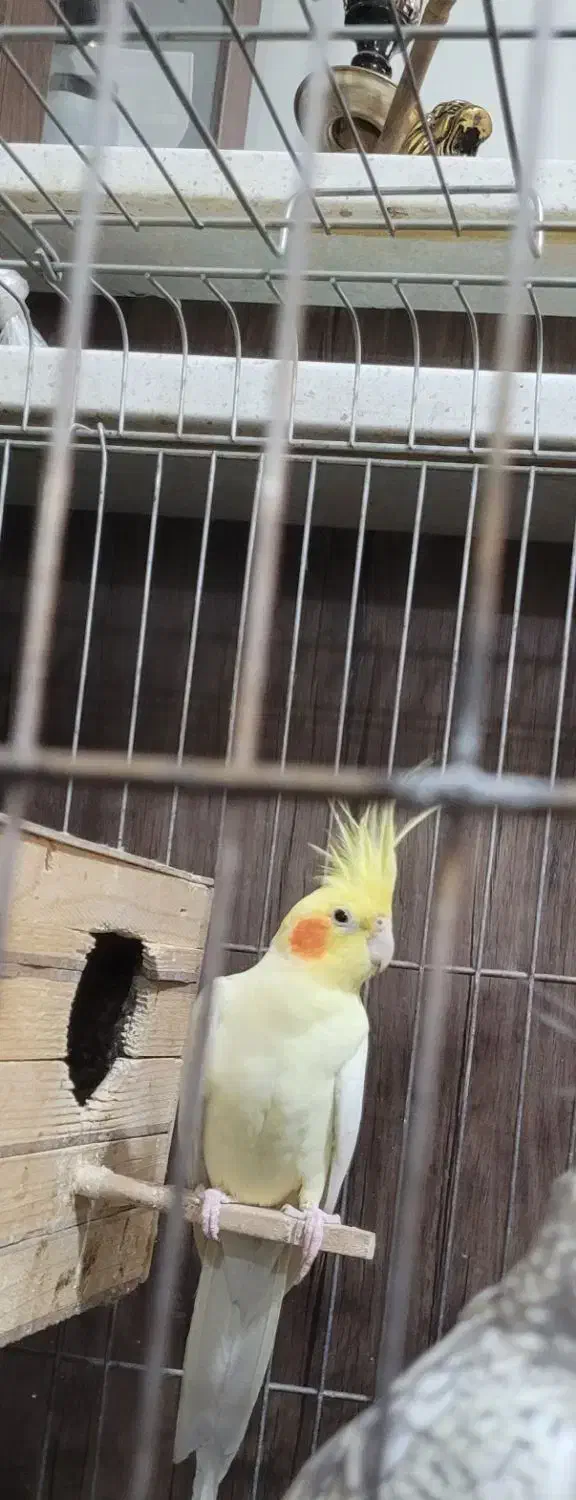 نر لوتینو|پرنده|بروجرد, |دیوار