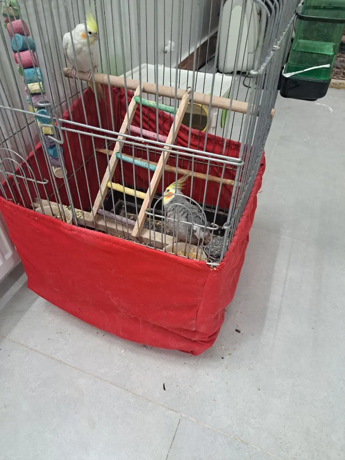 عروس هلندی|پرنده|رباطکریم, شهرک صنعتی دهحسن|دیوار