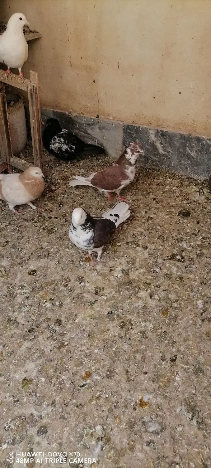 کفتر یه جایی|پرنده|قم, باغ شریفی|دیوار