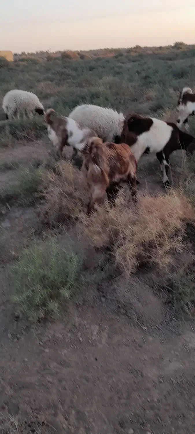 جاده اهواز خرمشهر روستای رامزیه|حیوانات مزرعه|اهواز, اسماعیلیه|دیوار