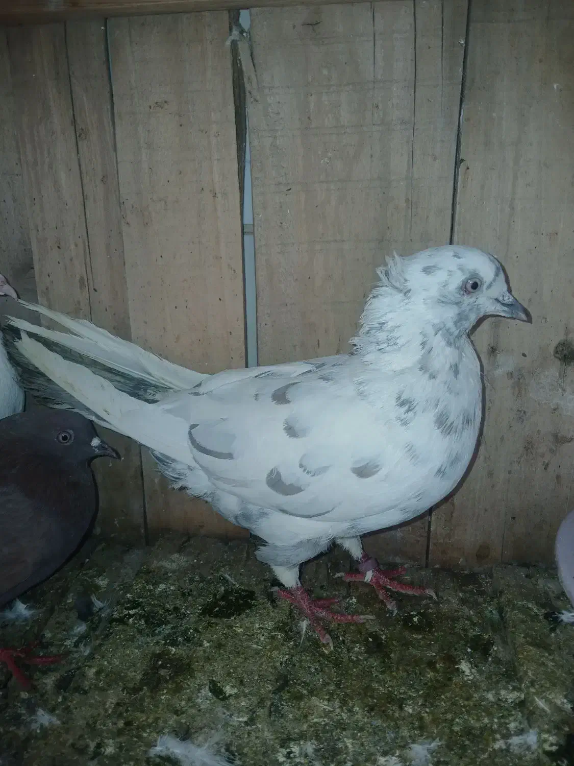 ضمانت کفتر پرشی|پرنده|قم, شهر قائم|دیوار