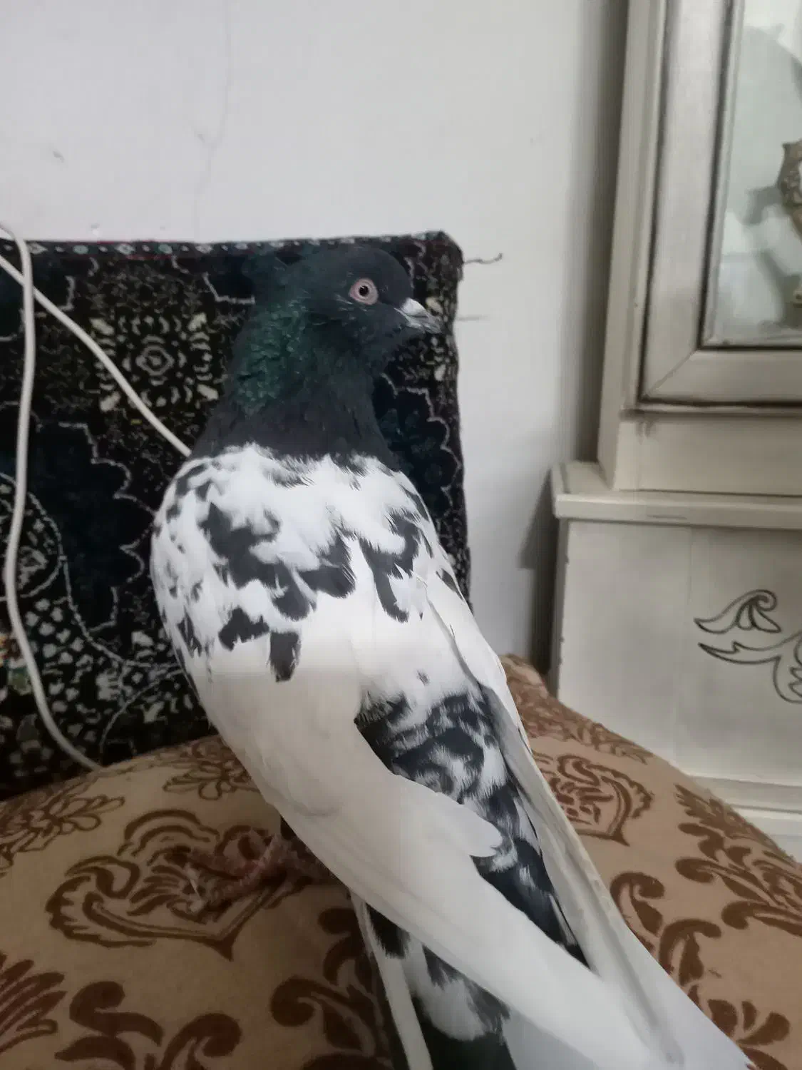 کله سیاه|پرنده|تربت‌حیدریه, پائین ولایت|دیوار