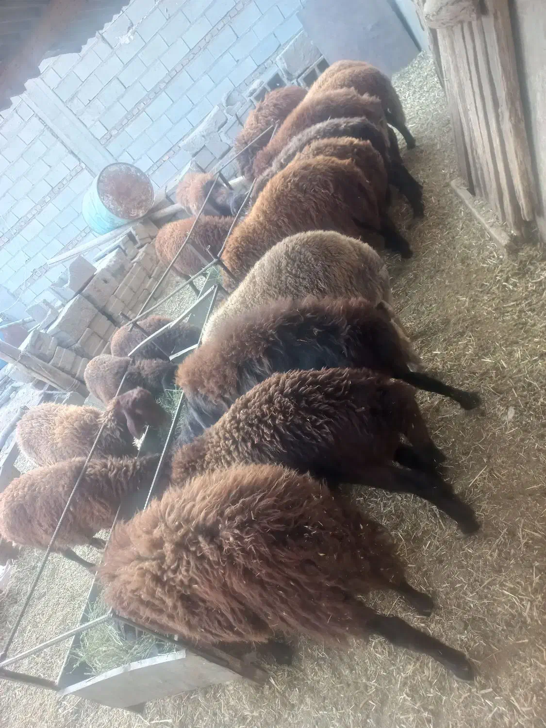 خرید وفروش گاو وگوساله گوسفند نرو و..‌.|حیوانات مزرعه|تبریز, |دیوار