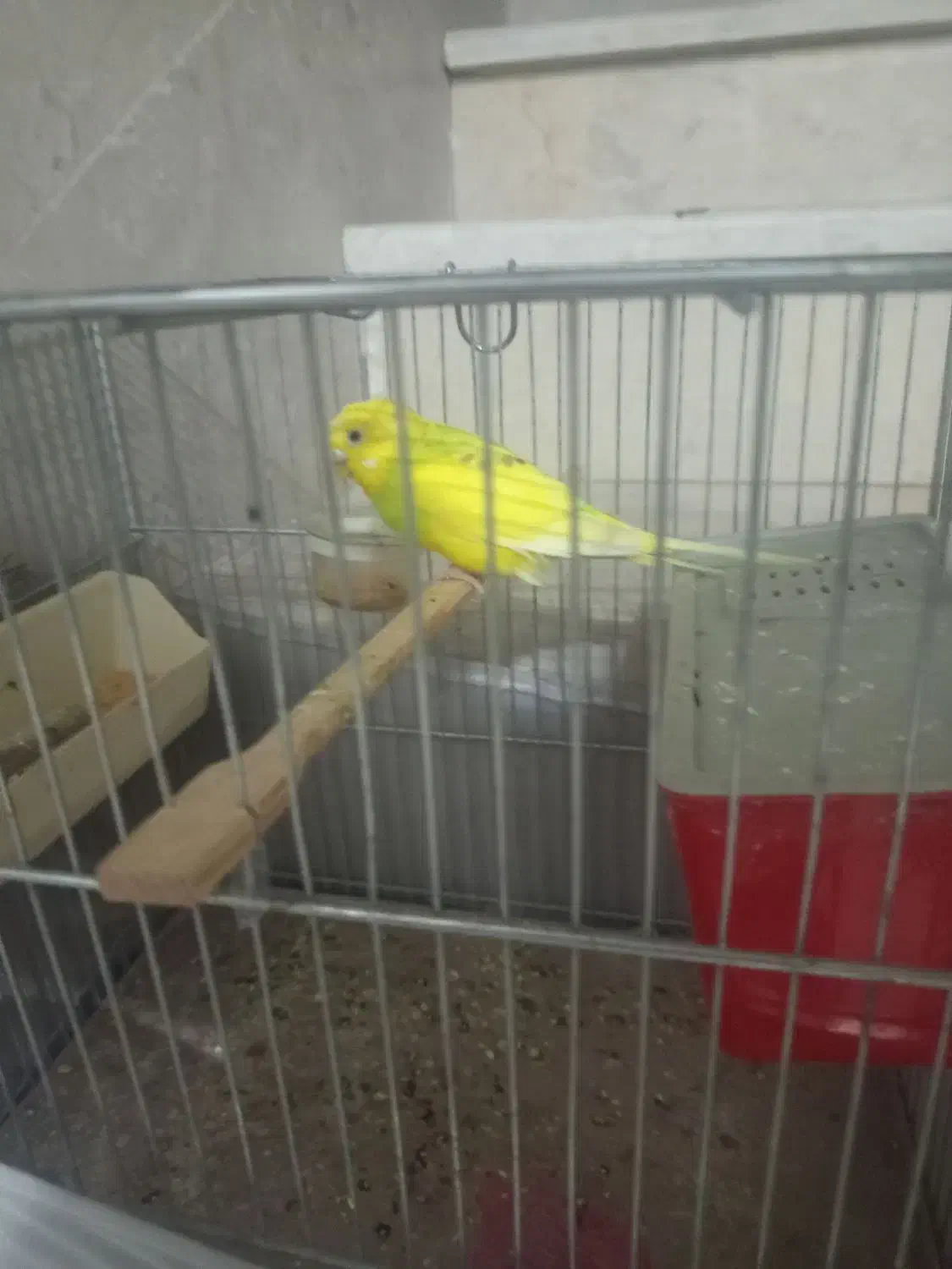 مرغ عشق|پرنده|دماوند, گیلاوند|دیوار