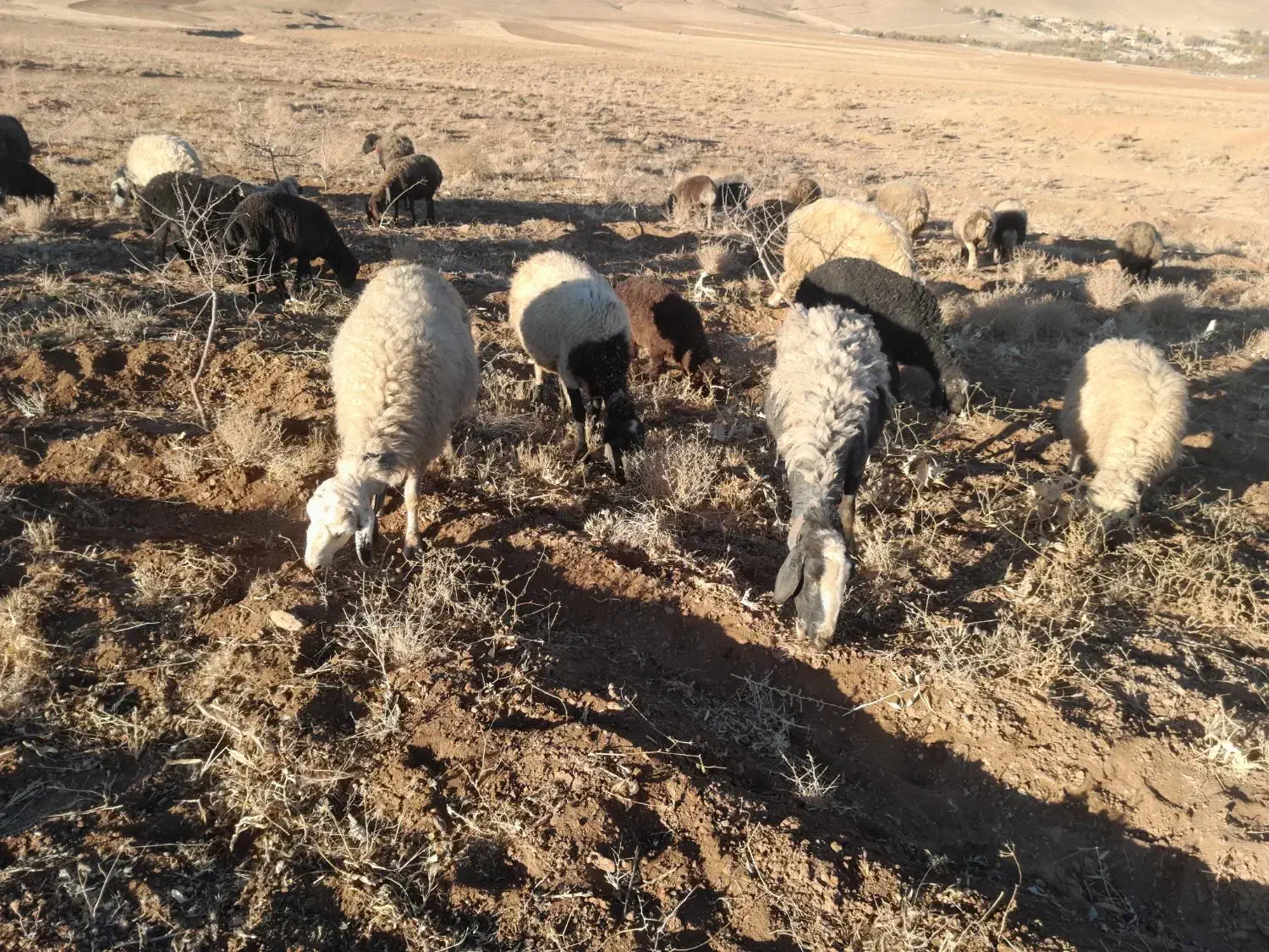 میش|حیوانات مزرعه|زنده رود, |دیوار