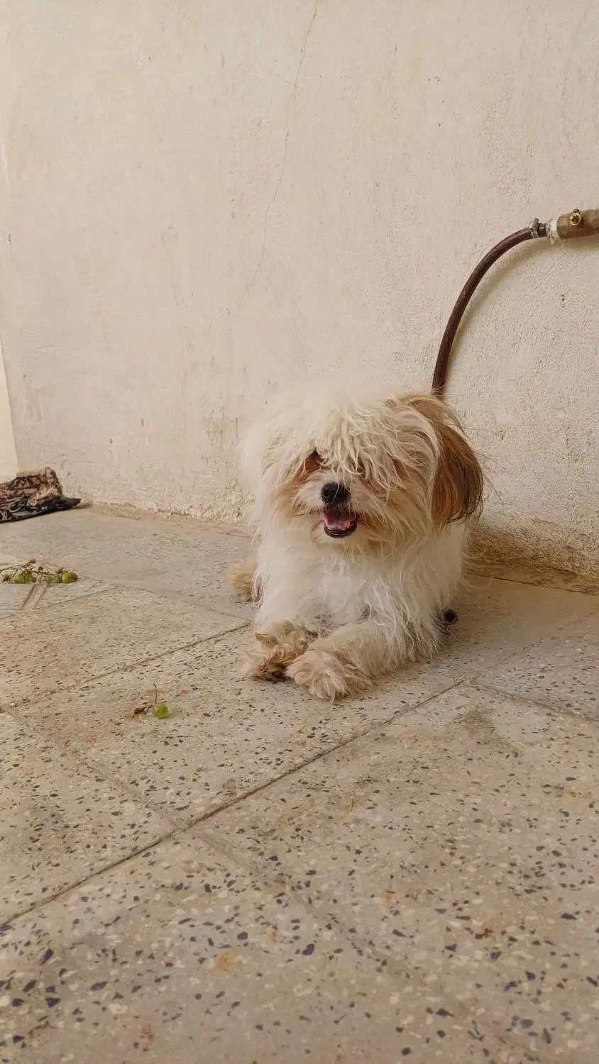 سگ خارجی|سگ|بروجرد, |دیوار