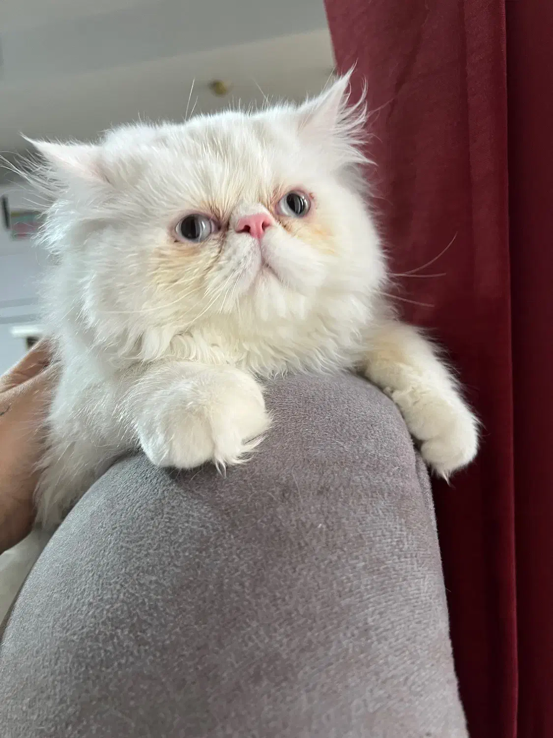 گربه نر ۵ ماهه|گربه|تهران, استخر|دیوار