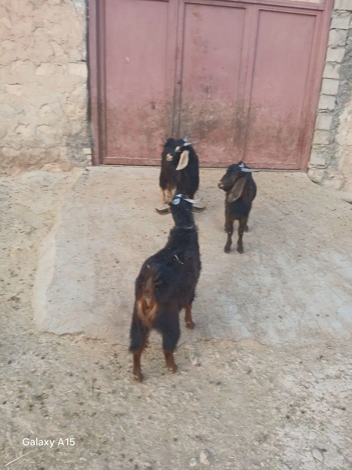 بزغالهنر|حیوانات مزرعه|زاگرس, |دیوار