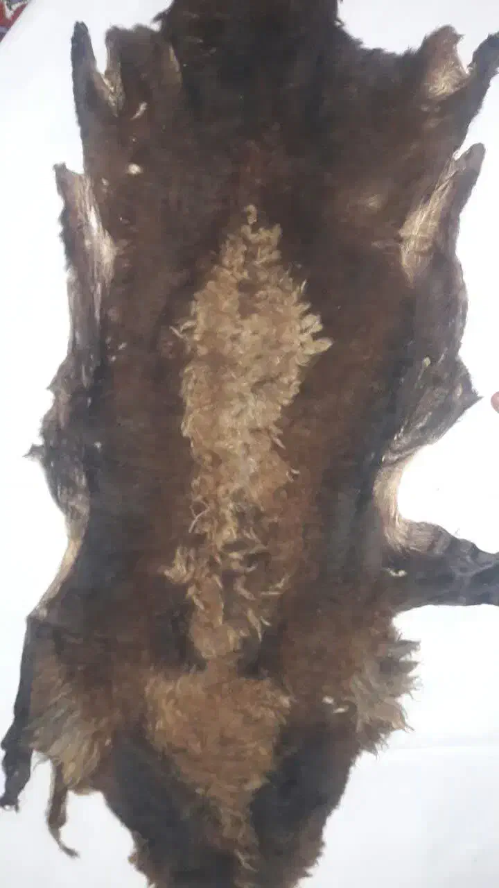 زیر انداز پوستی|روفرشی|خرمآباد, |دیوار