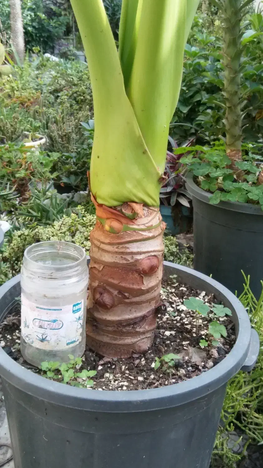 بابا آدم جاینت|گل و گیاه طبیعی|تنکابن, |دیوار