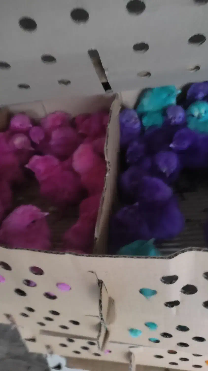 جوجه رنگی|حیوانات مزرعه|ازنا, |دیوار