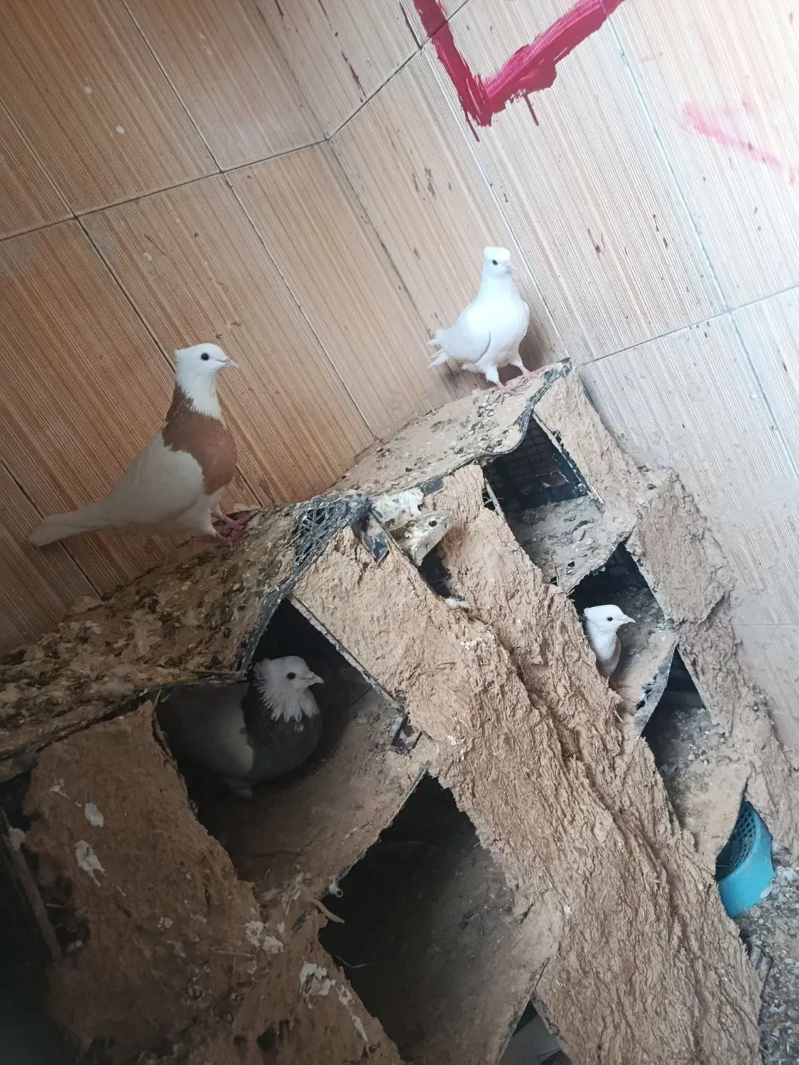 دو عدد کبوتر نر یه دوکت یه سفید دره شهر|پرنده|دره شهر, |دیوار