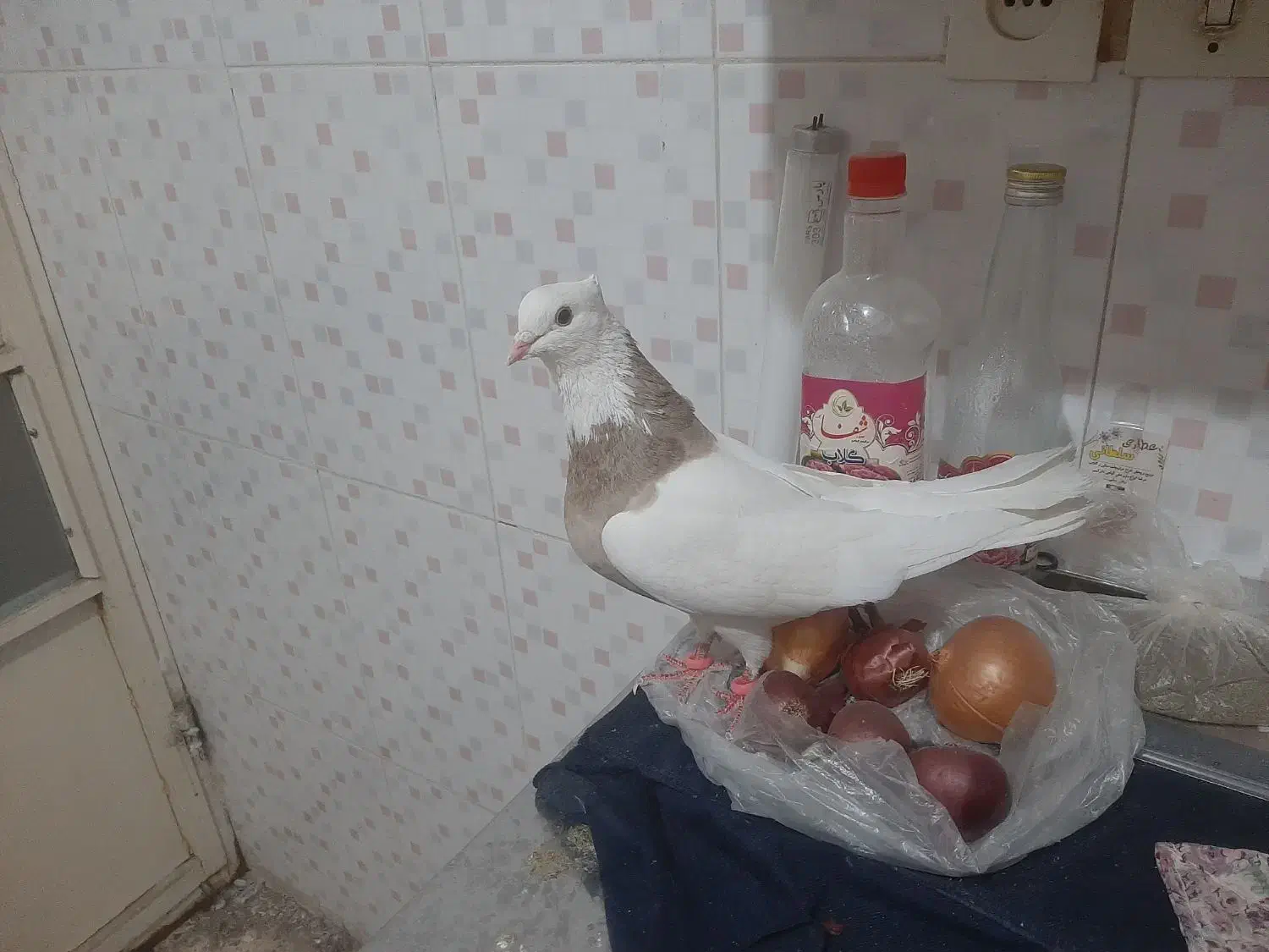 کبوتر طوقی|پرنده|مسجد سلیمان, |دیوار