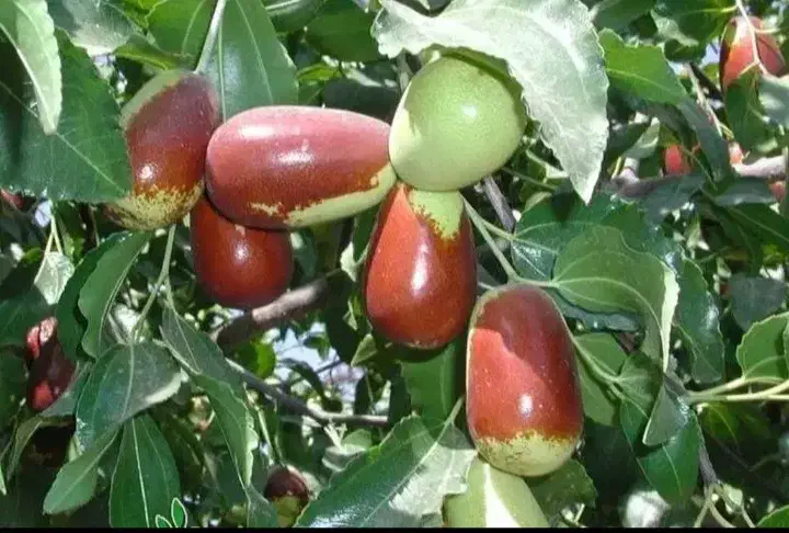 نهال عناب، اوکراینی، درخت میوه، گلخانه، نهالستان|خدمات باغبانی و درختکاری|مشهد, خواجه ربیع|دیوار