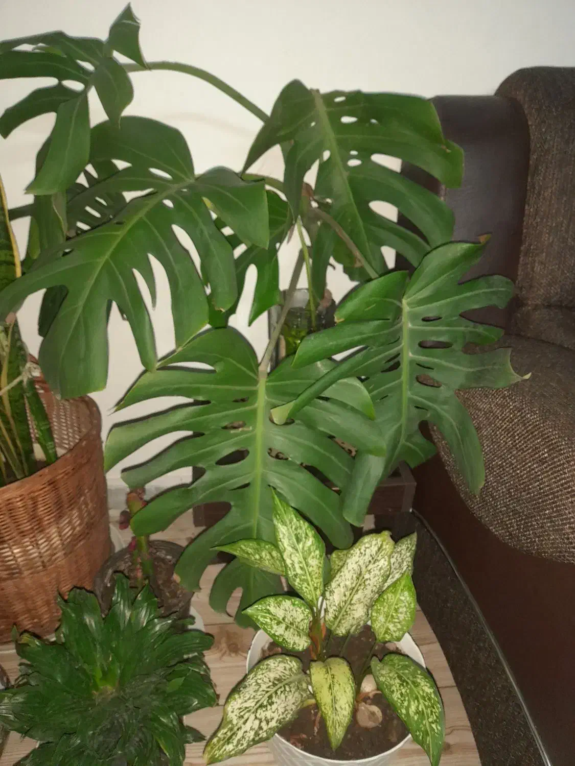 برگ انجیری|گل و گیاه طبیعی|رشت, سلیمانداراب|دیوار