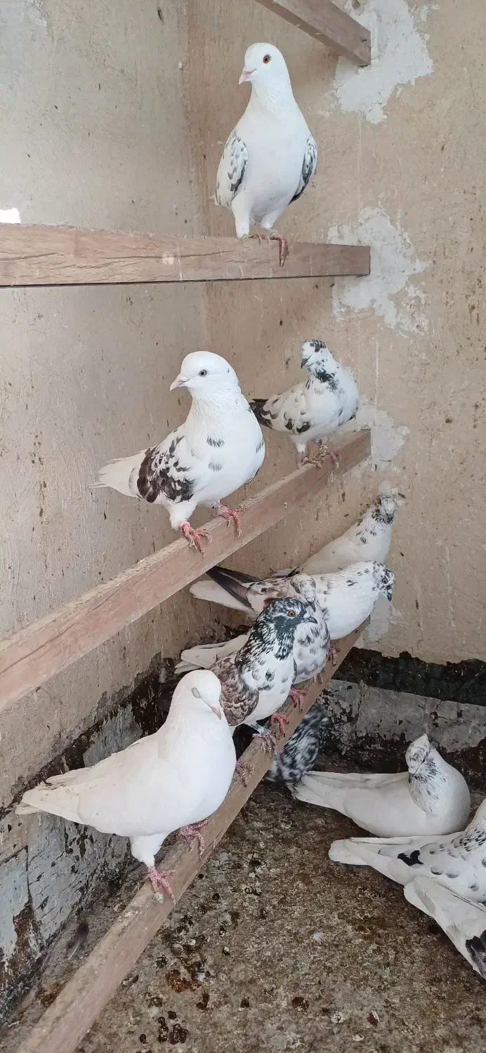 کبوتر تهرانی|پرنده|رباطکریم, الارد|دیوار