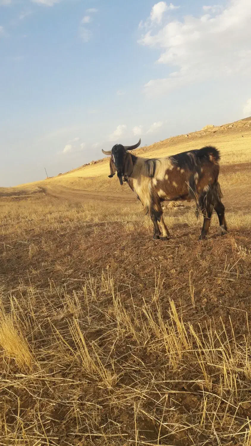 بز جوان|حیوانات مزرعه|مراغه, |دیوار