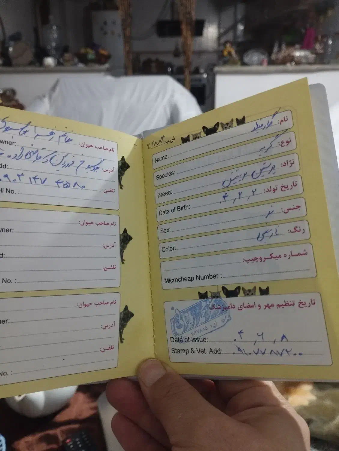 پرشین گارفیلید نژاد تک وباهوش|گربه|بروجرد, |دیوار