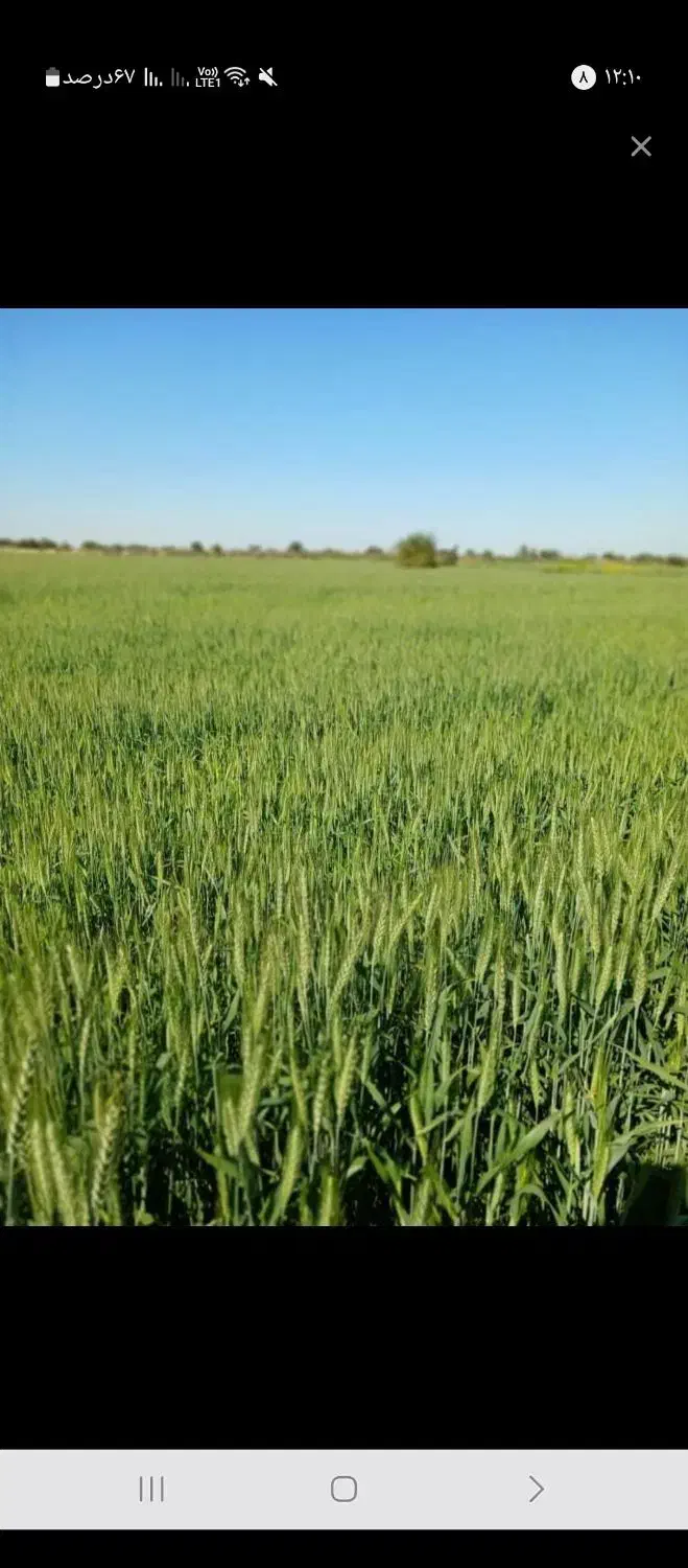 روستایی مرعی|فروش دفتر صنعتی، کشاورزی، تجاری|سوسنگرد, |دیوار