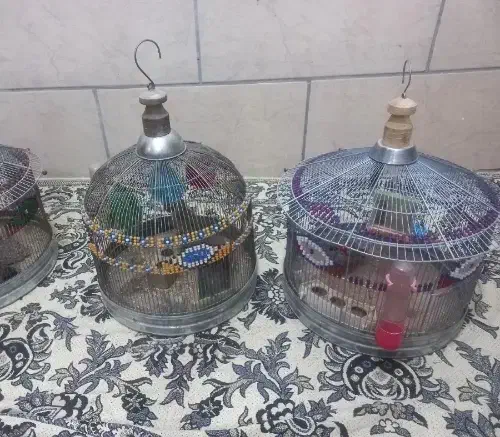 سهره خاکی|پرنده|شیراز, جوادیه|دیوار