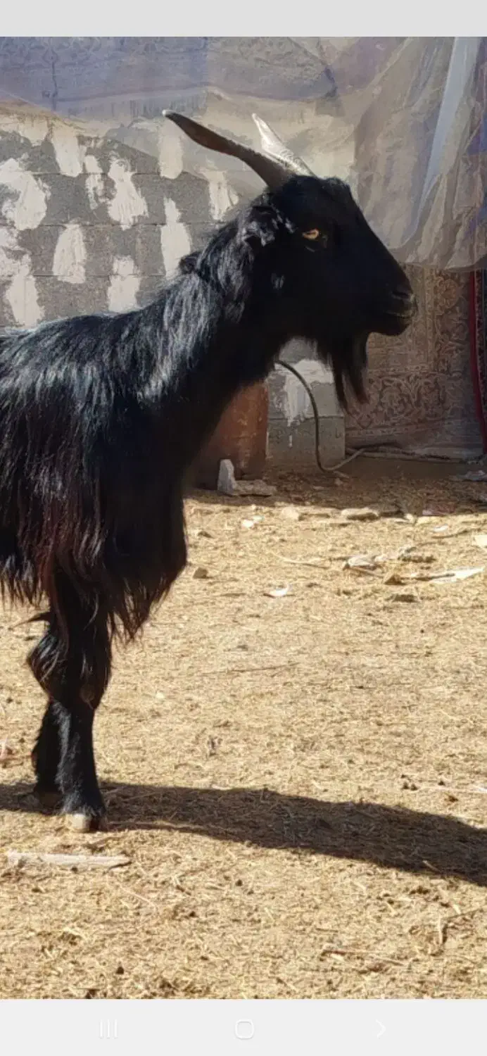 بزترکی|حیوانات مزرعه|مرودشت, رامجرد یک|دیوار