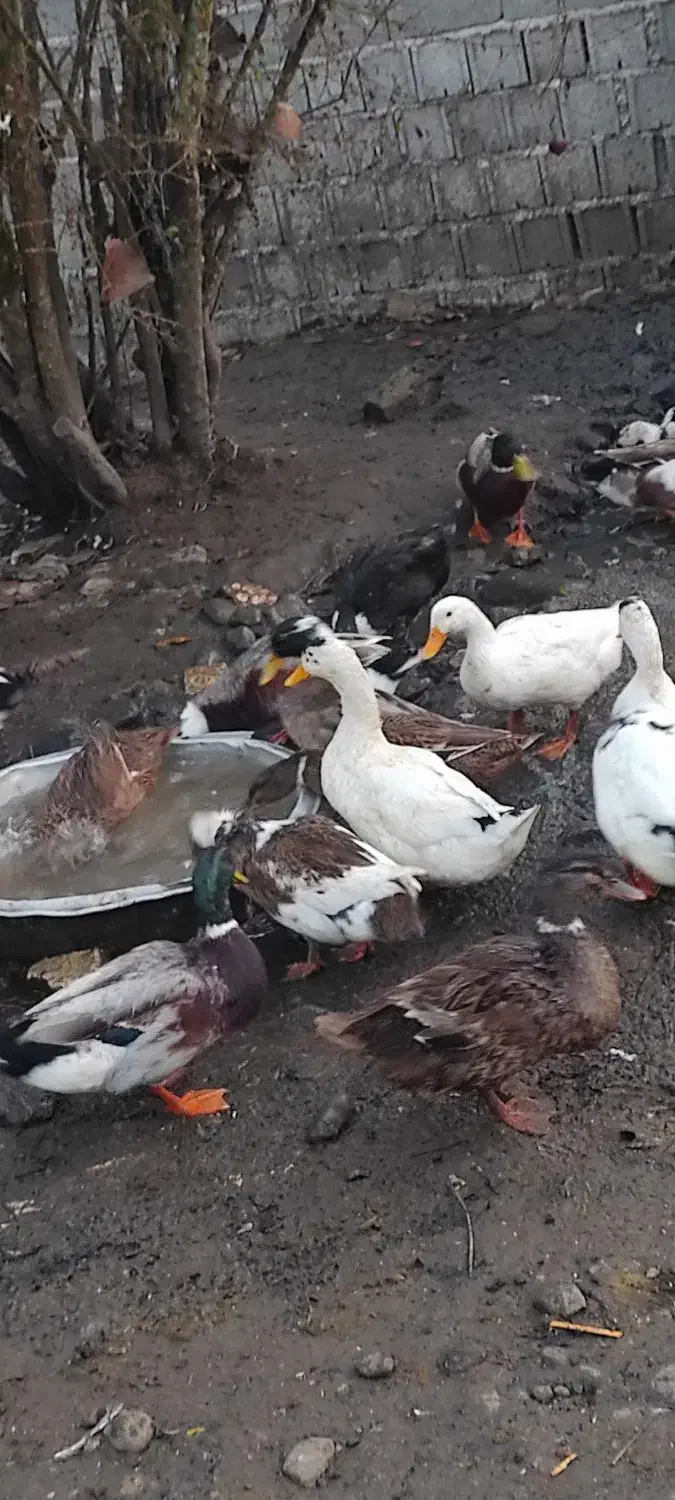 اردک نر فروشی|حیوانات مزرعه|لنگرود, |دیوار