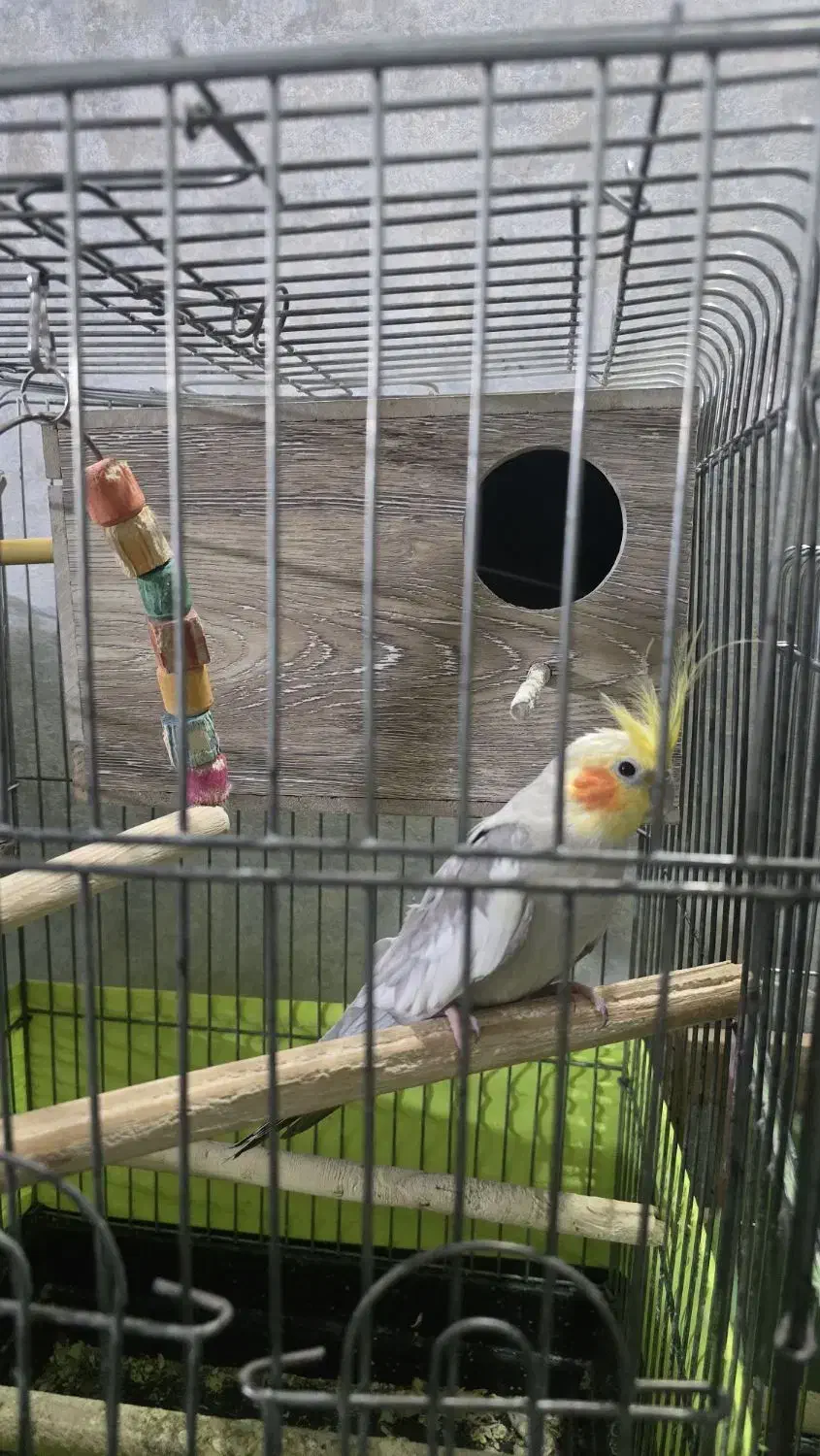 دوجفت مولد|پرنده|ری, شهادت|دیوار