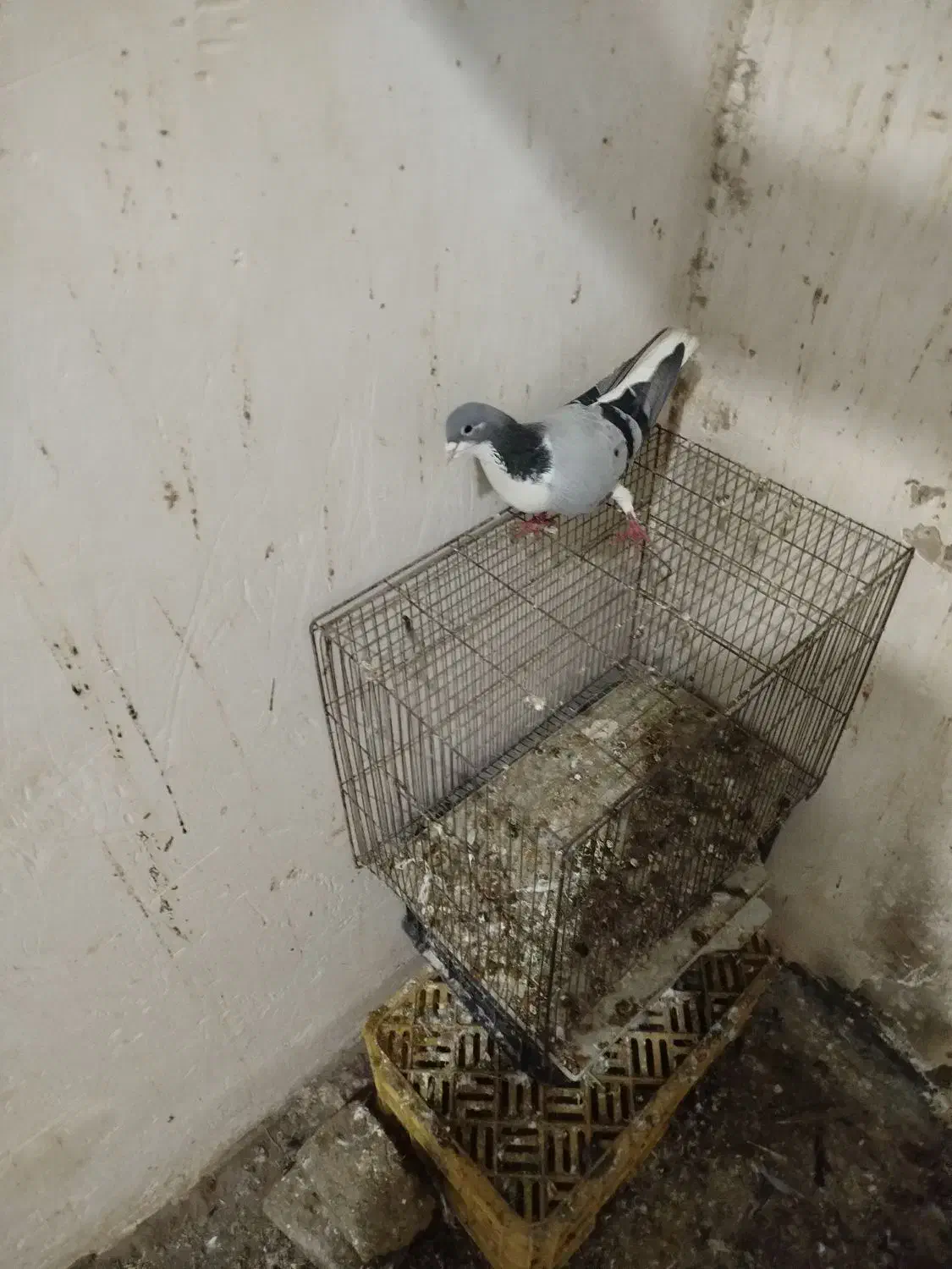 کفتر‌شیخی|پرنده|فیروزآباد (آذربایجان), |دیوار