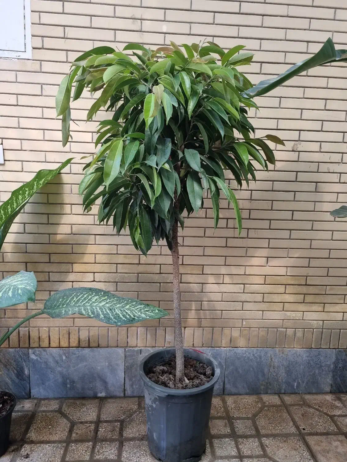 پیله موا، بنجامین امستل کینگ|گل و گیاه طبیعی|شیراز, شهرک والفجر|دیوار