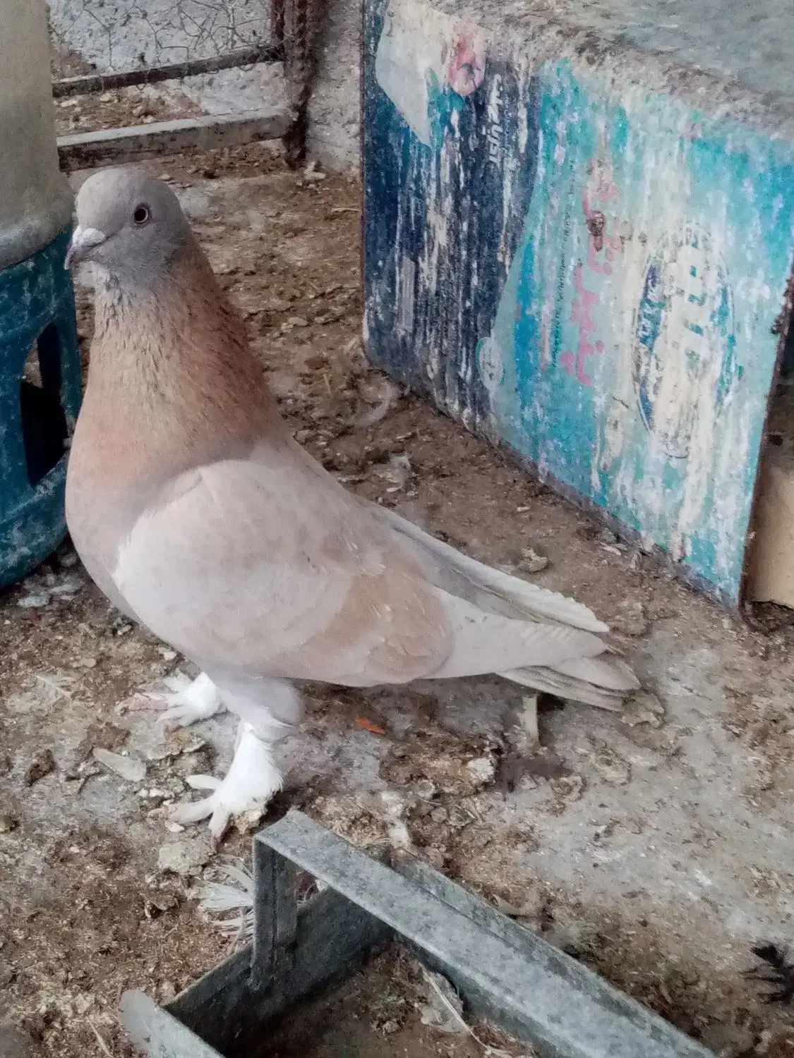 کفتر|پرنده|شیراز, کوشک میدان|دیوار