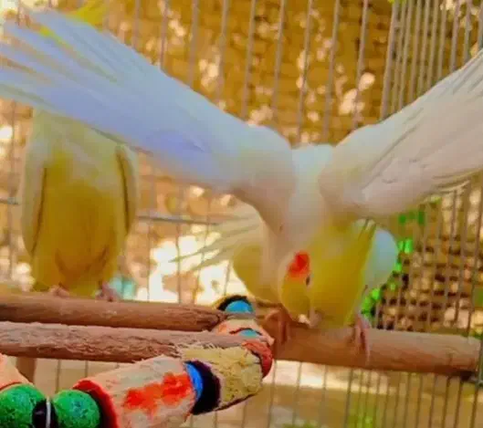 عروس هلندی|پرنده|بجنورد, |دیوار