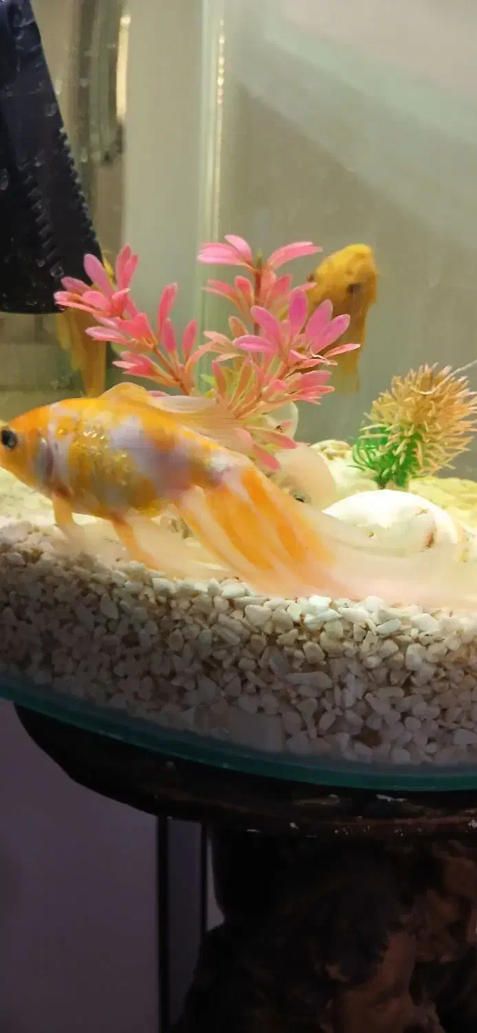 گلدفیش|ماهی|گرگان, |دیوار