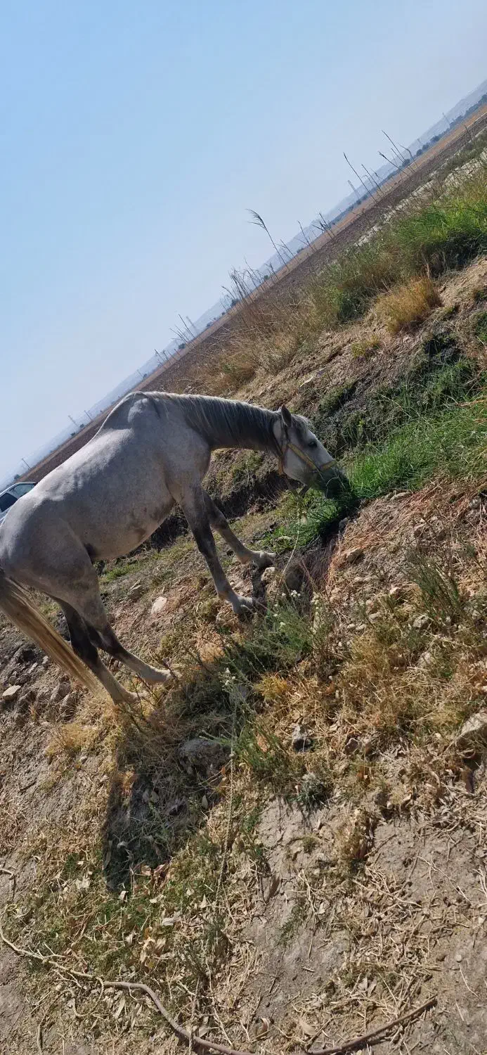 اسب نریون|اسب و تجهیزات اسبسواری|بهبهان, |دیوار