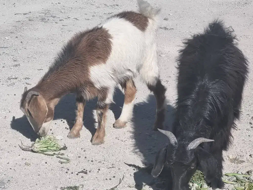 بزغاله و بز|حیوانات مزرعه|شهریار, فرارت|دیوار