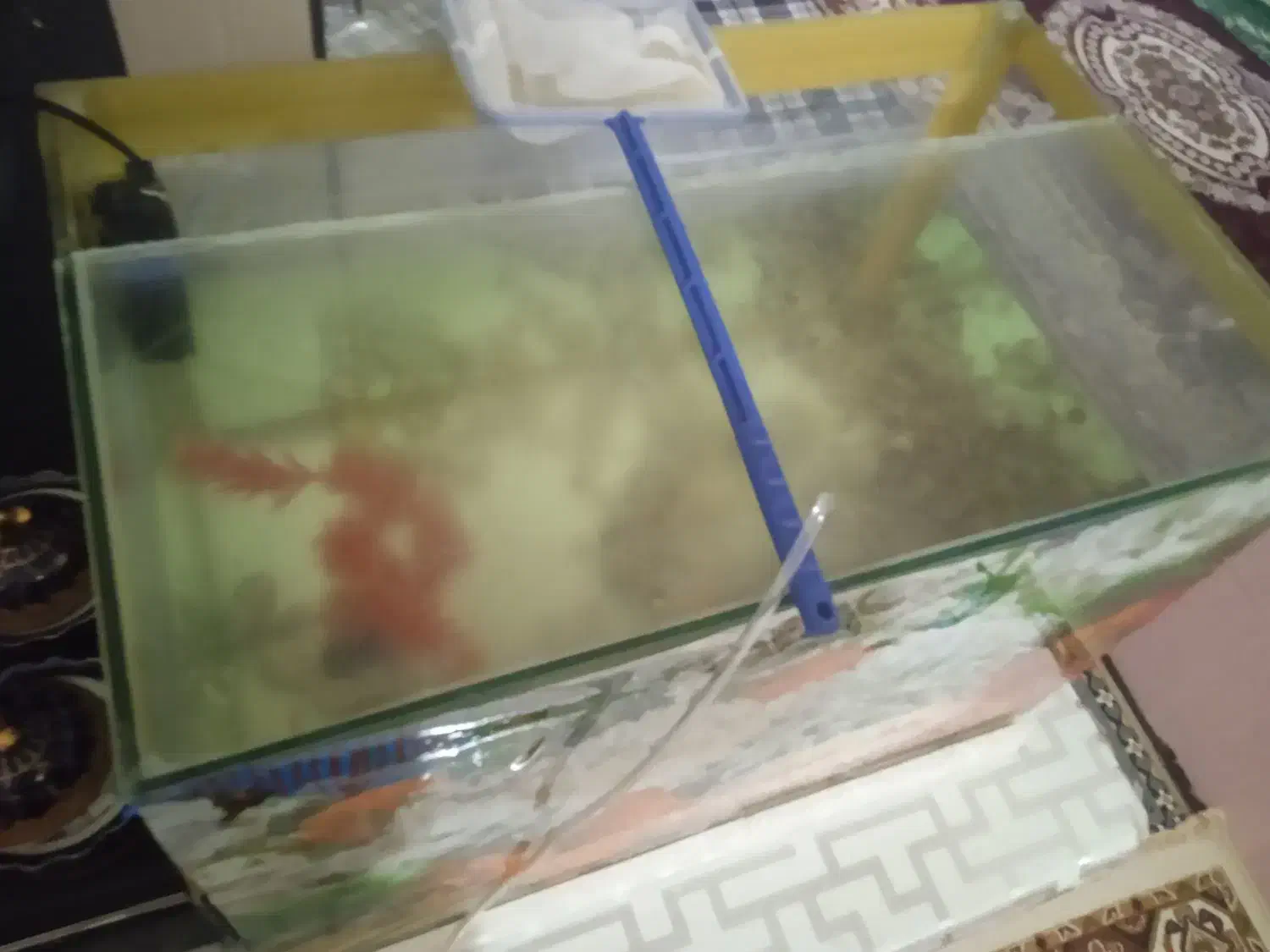 آکواریوم و ماهی|ماهی|قوچان, |دیوار