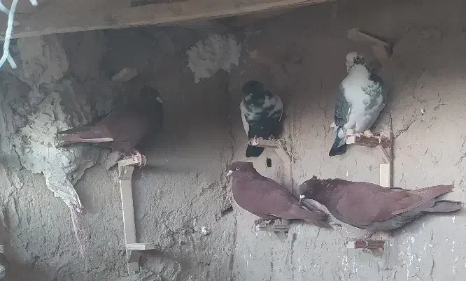 کفتر یا کبوتر|پرنده|مشهد, شهرک صنعتی توس|دیوار